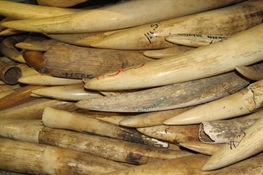 Government of Mozambique to destroy ivory and rhino horn